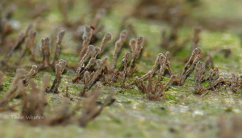 Peroneutypa scoparia (door Theo Westra)