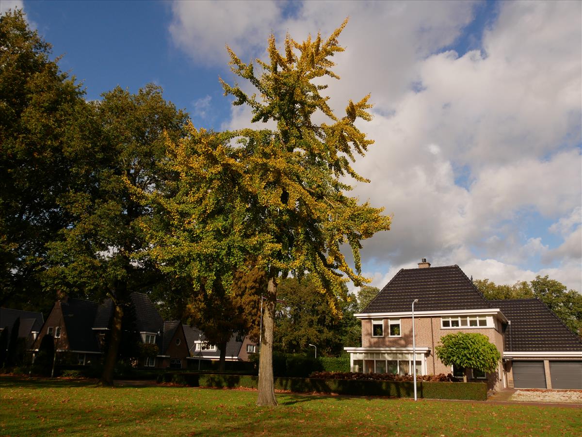 Ginkgo biloba (door Wim van der Neut)