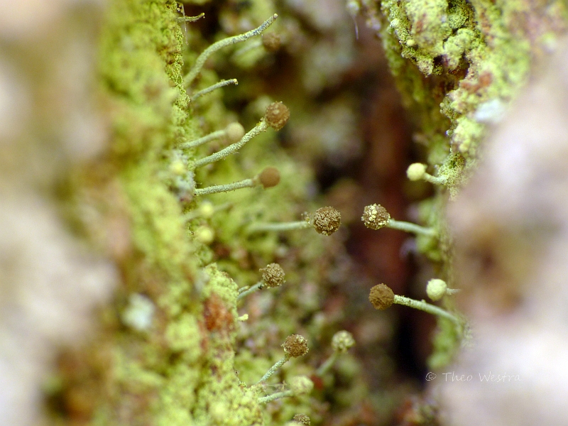 Chaenotheca furfuracea (door Theo Westra)