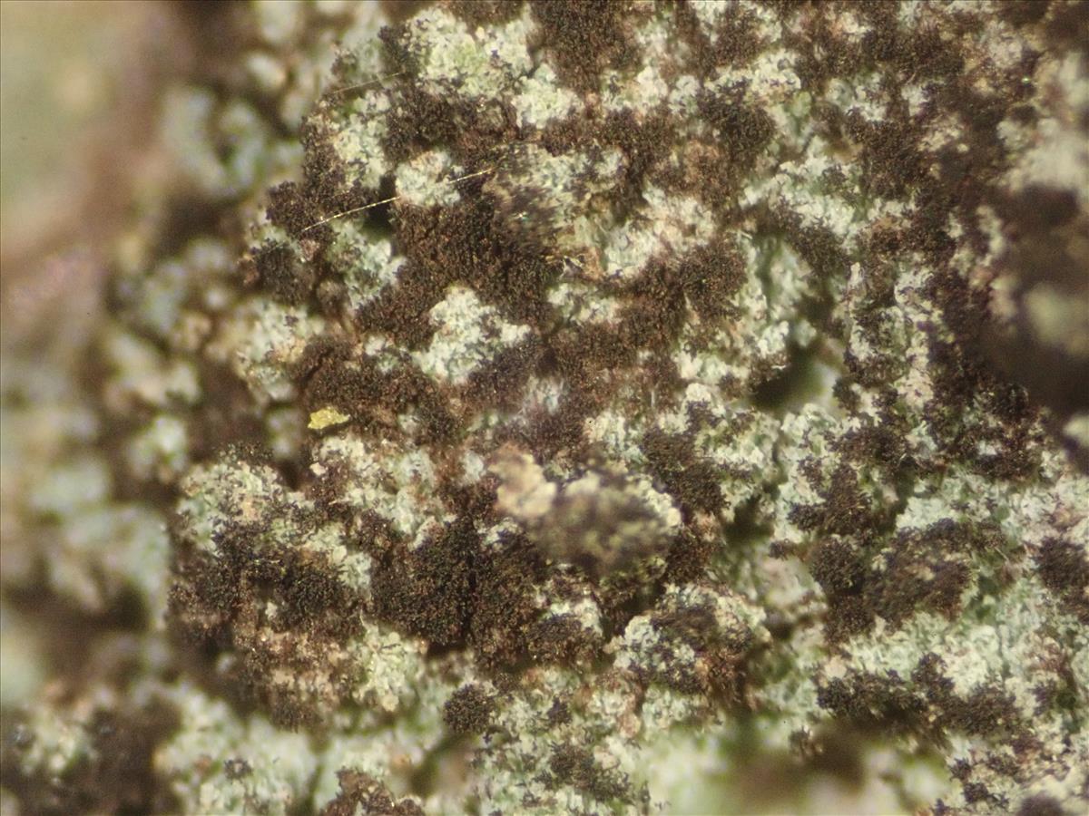 Reichlingia leopoldii (door Lukas Verboom)