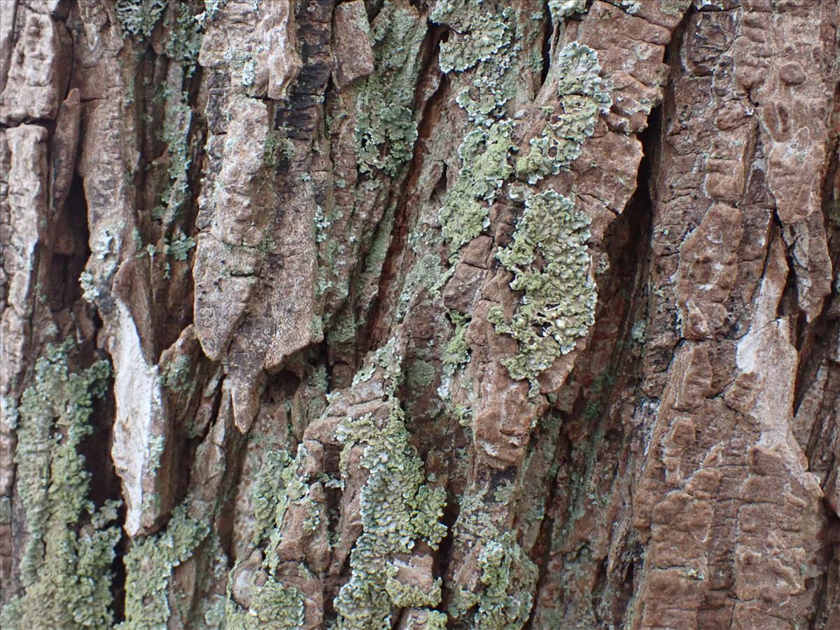 Physconia enteroxantha (door Lukas Verboom)