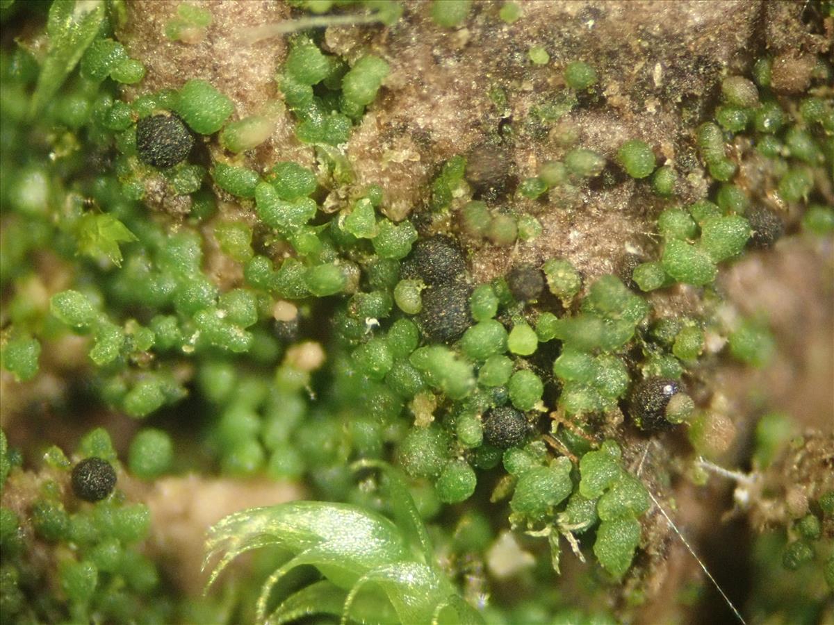 Agonimia tristicula (door Lukas Verboom)