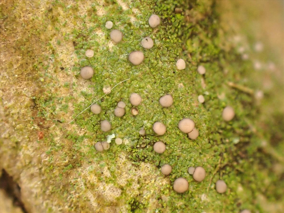 Bacidina friesiana (door Matthijs Molenaar)