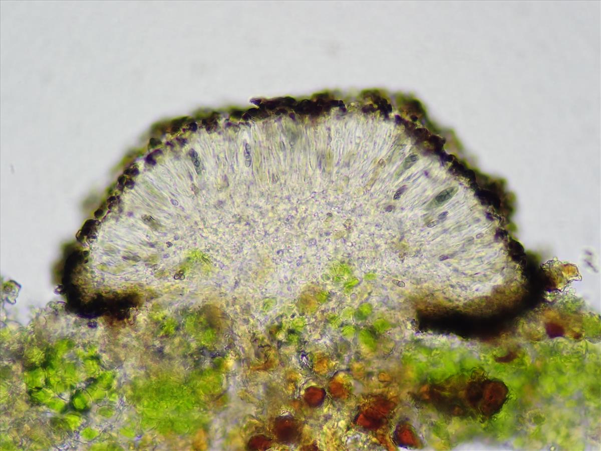 Buellia schaereri (door Lukas Verboom)