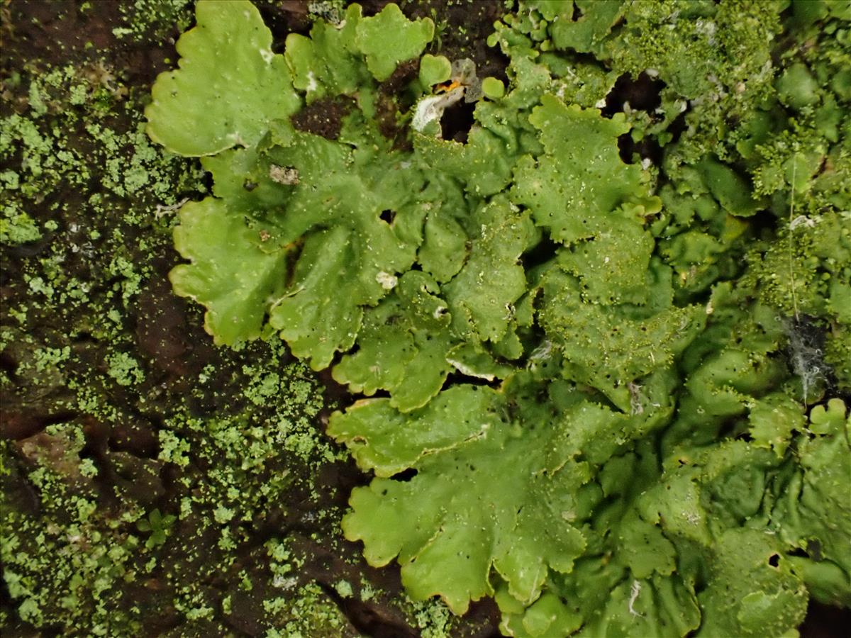 Melanelixia glabratula (door Lukas Verboom)