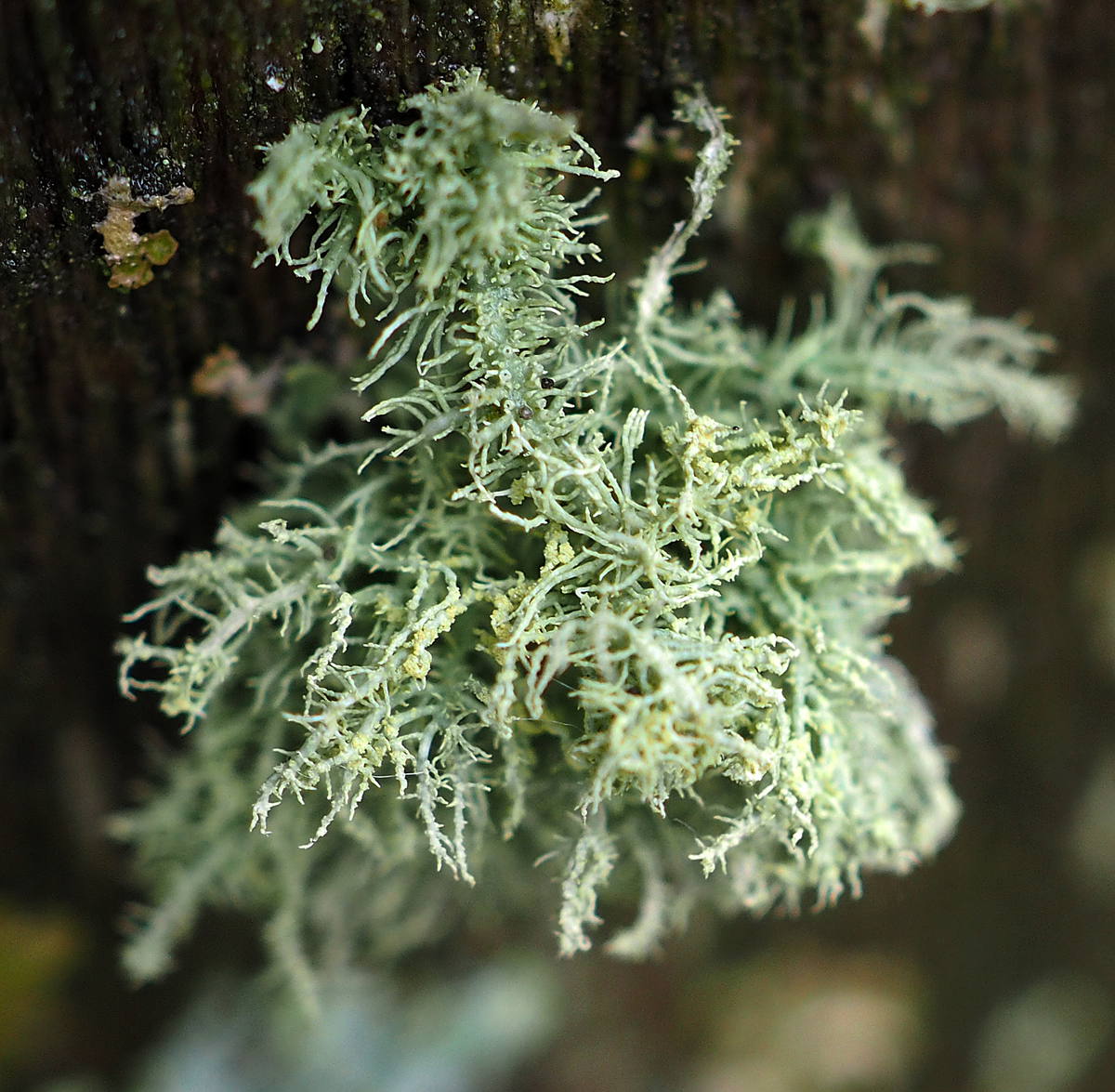 Usnea glabrata (door Jeroen van der Loop)