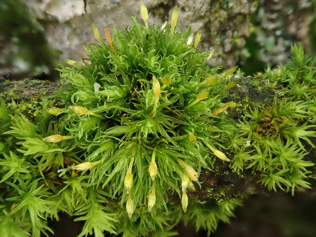 Ulota calvescens (door Lukas Verboom)