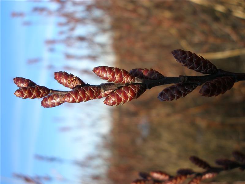 Myrica gale (door Piet Bremer )