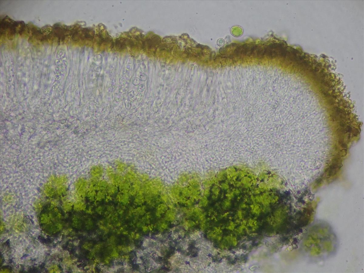 Polycauliona phlogina (door Lukas Verboom)