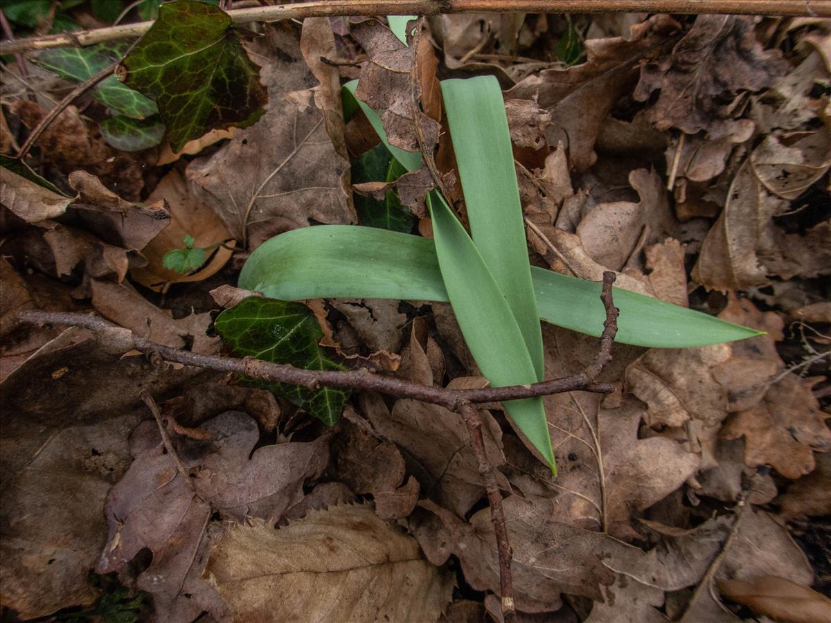 Tulipa sylvestris (door Peter Hegi)