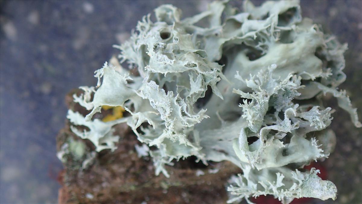 Ramalina canariensis (door Arno van der Pluijm)