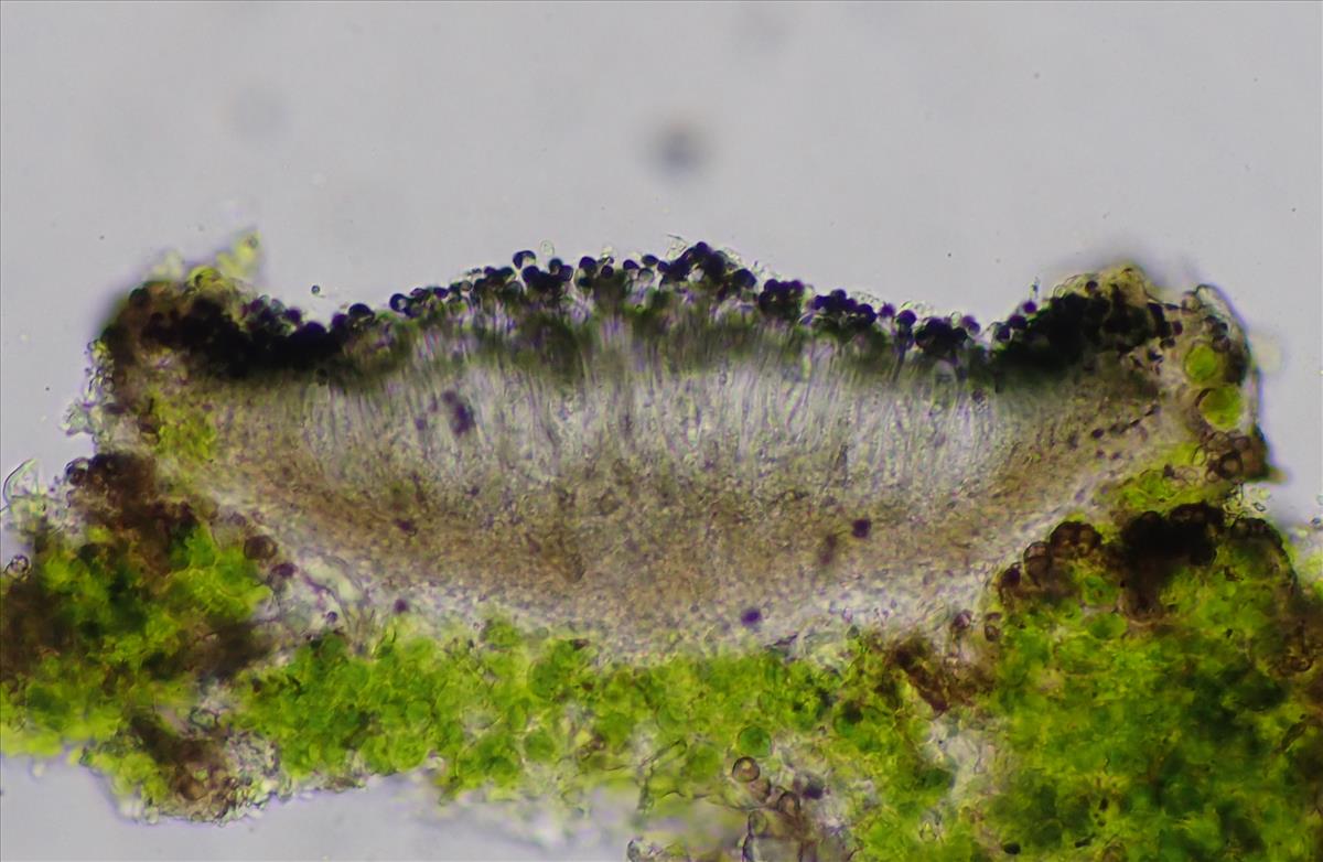 Catillaria nigroclavata (door Lukas Verboom)
