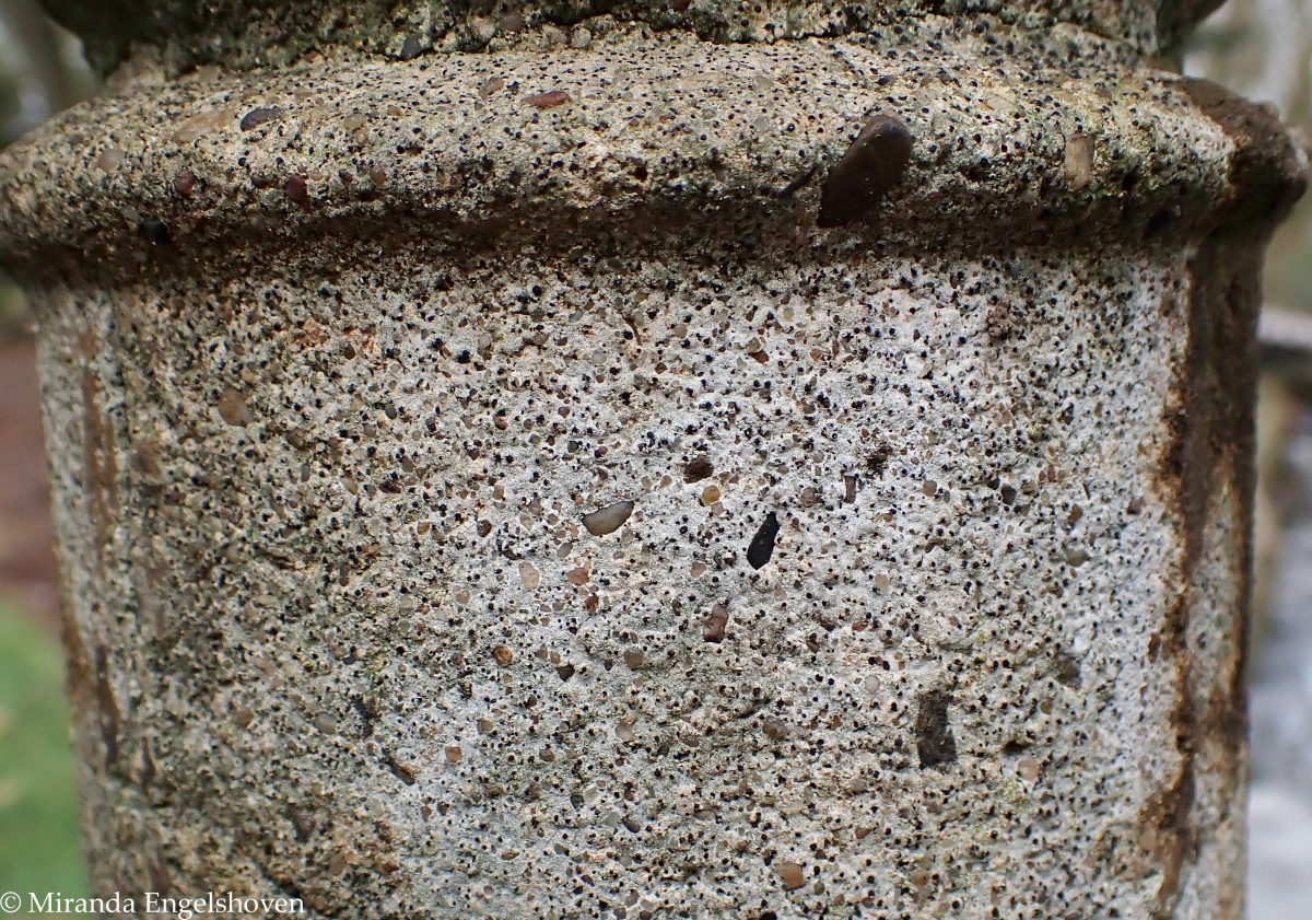 Verrucaria muralis (door Miranda Engelshoven)
