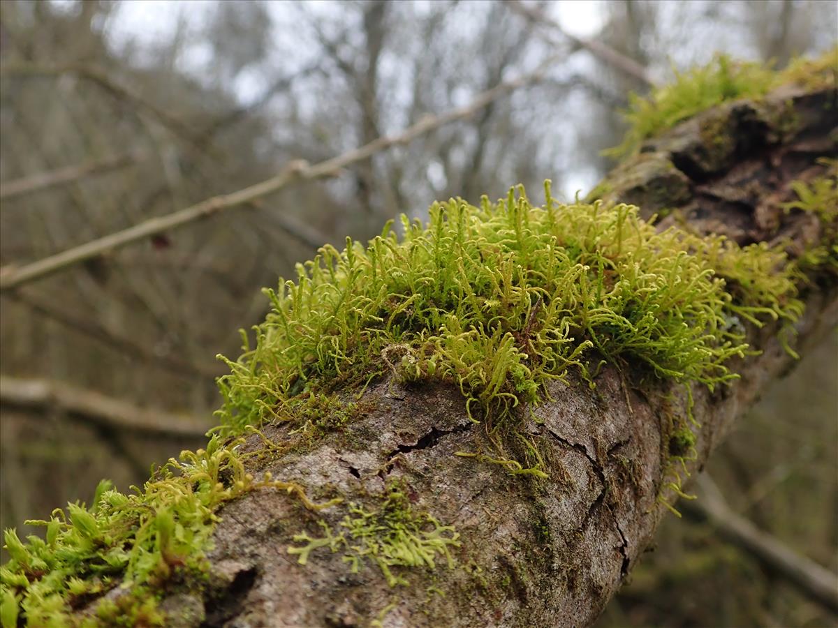 Leskea polycarpa (door Lukas Verboom)