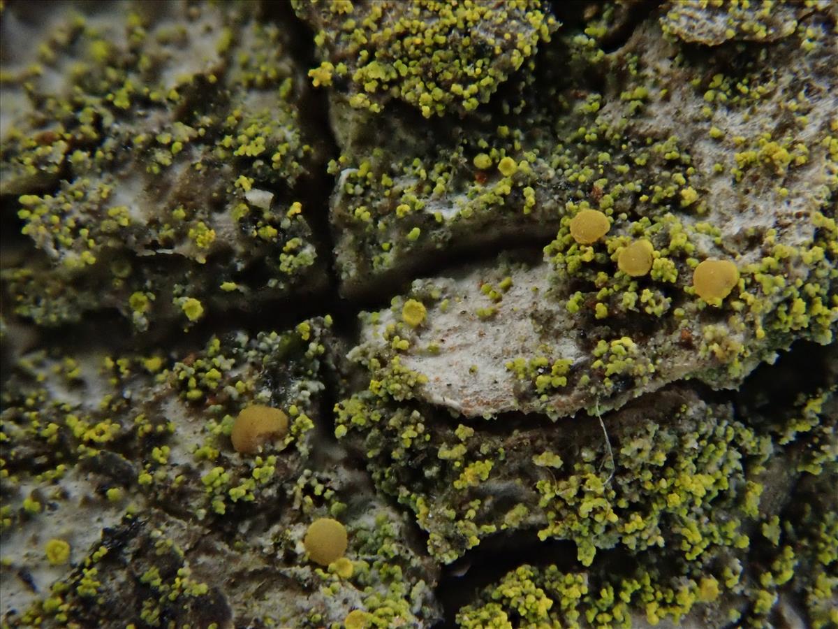 Candelariella xanthostigma (door Lukas Verboom)