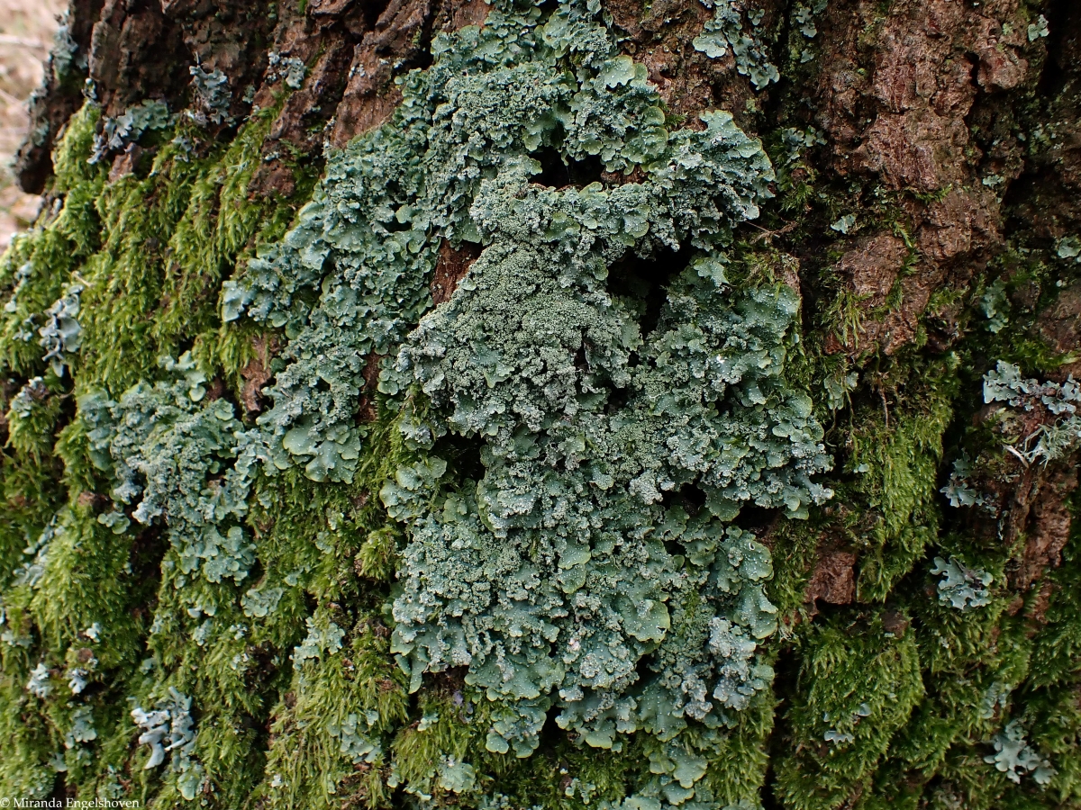 Punctelia reddenda (door Miranda Engelshoven)