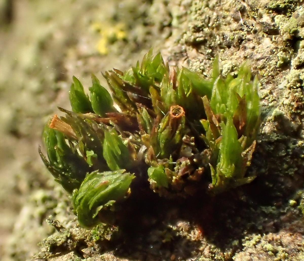 Orthotrichum pumilum var. schimperi (door Hans Meijer)