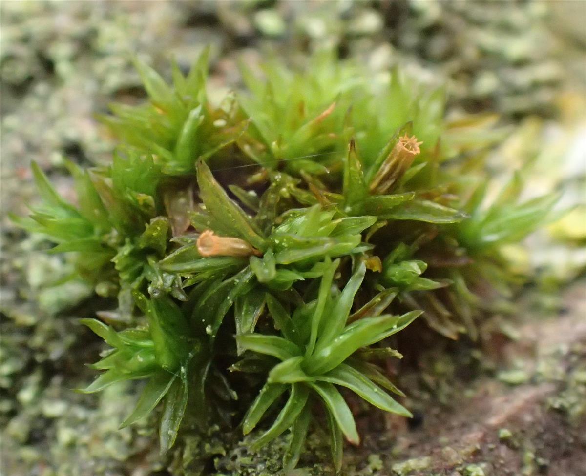 Orthotrichum pumilum var. schimperi (door Hans Meijer)