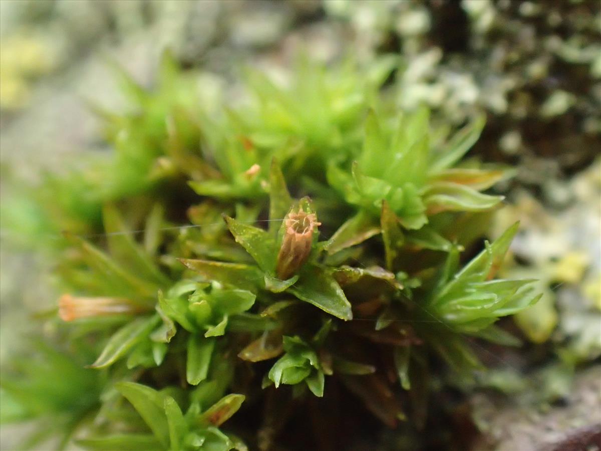 Orthotrichum pumilum var. schimperi (door Hans Meijer)