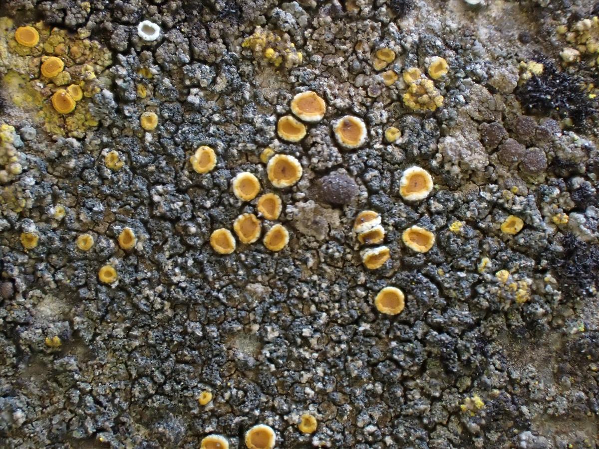 Caloplaca chlorina (door Matthijs Molenaar)