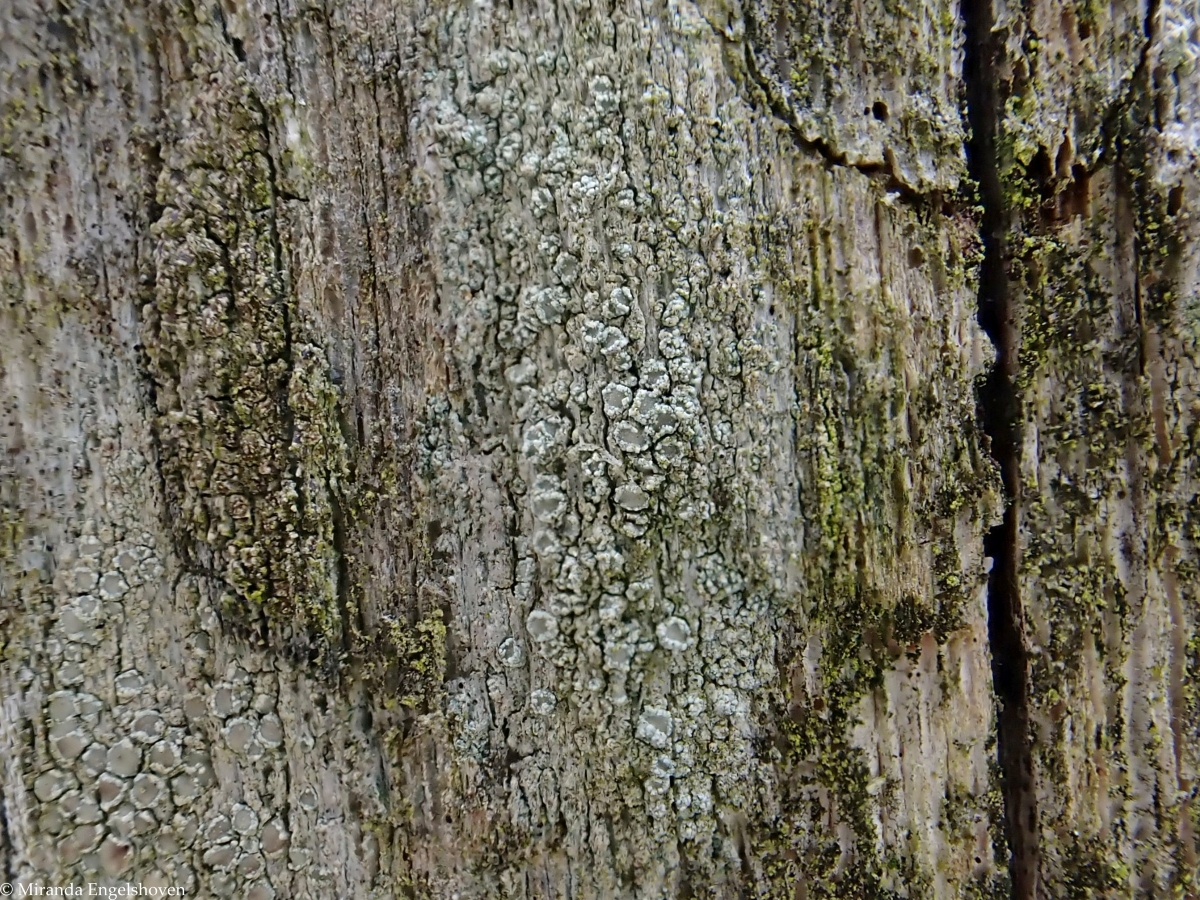 Lecanora strobilina (door Miranda Engelshoven)