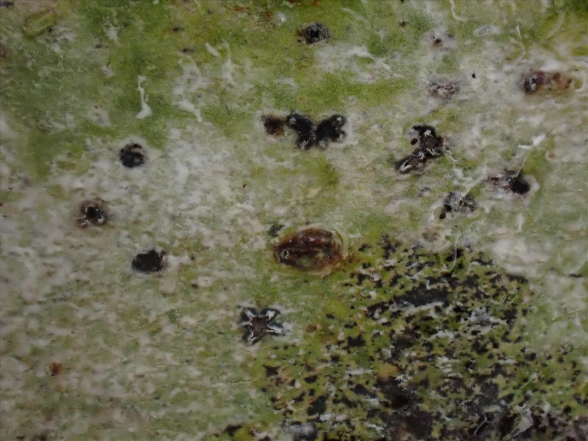 Phaeographis lyellii (door Lukas Verboom)