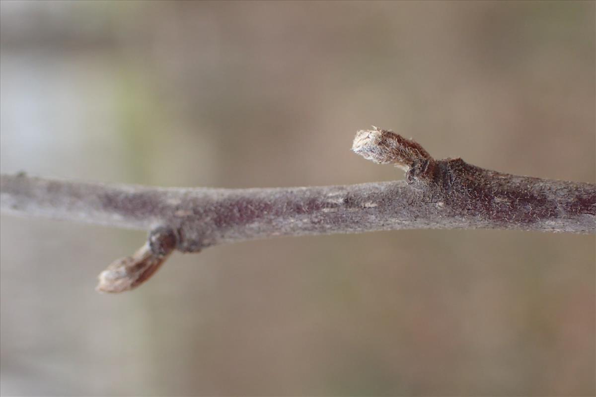 Frangula alnus (door Stef van Walsum)