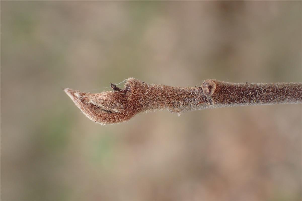 Frangula alnus (door Stef van Walsum)