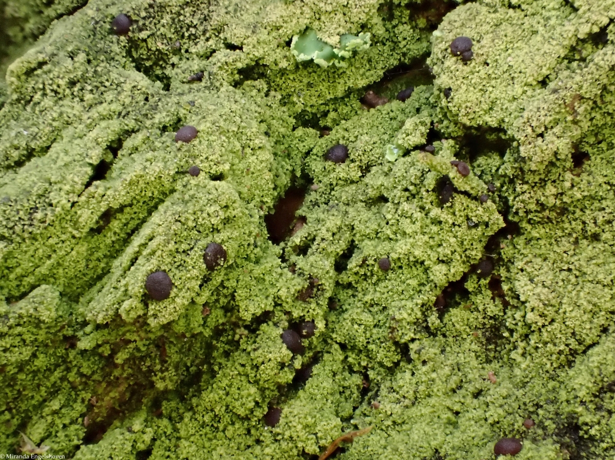 Placynthiella dasaea (door Miranda Engelshoven)