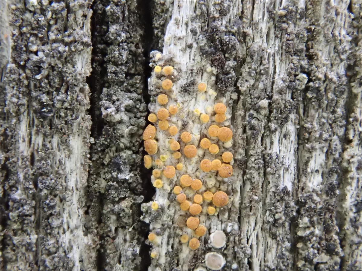 Athallia holocarpa (door Lukas Verboom)