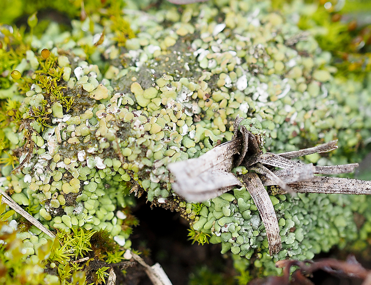 Cladonia peziziformis (door Jeroen van der Loop)