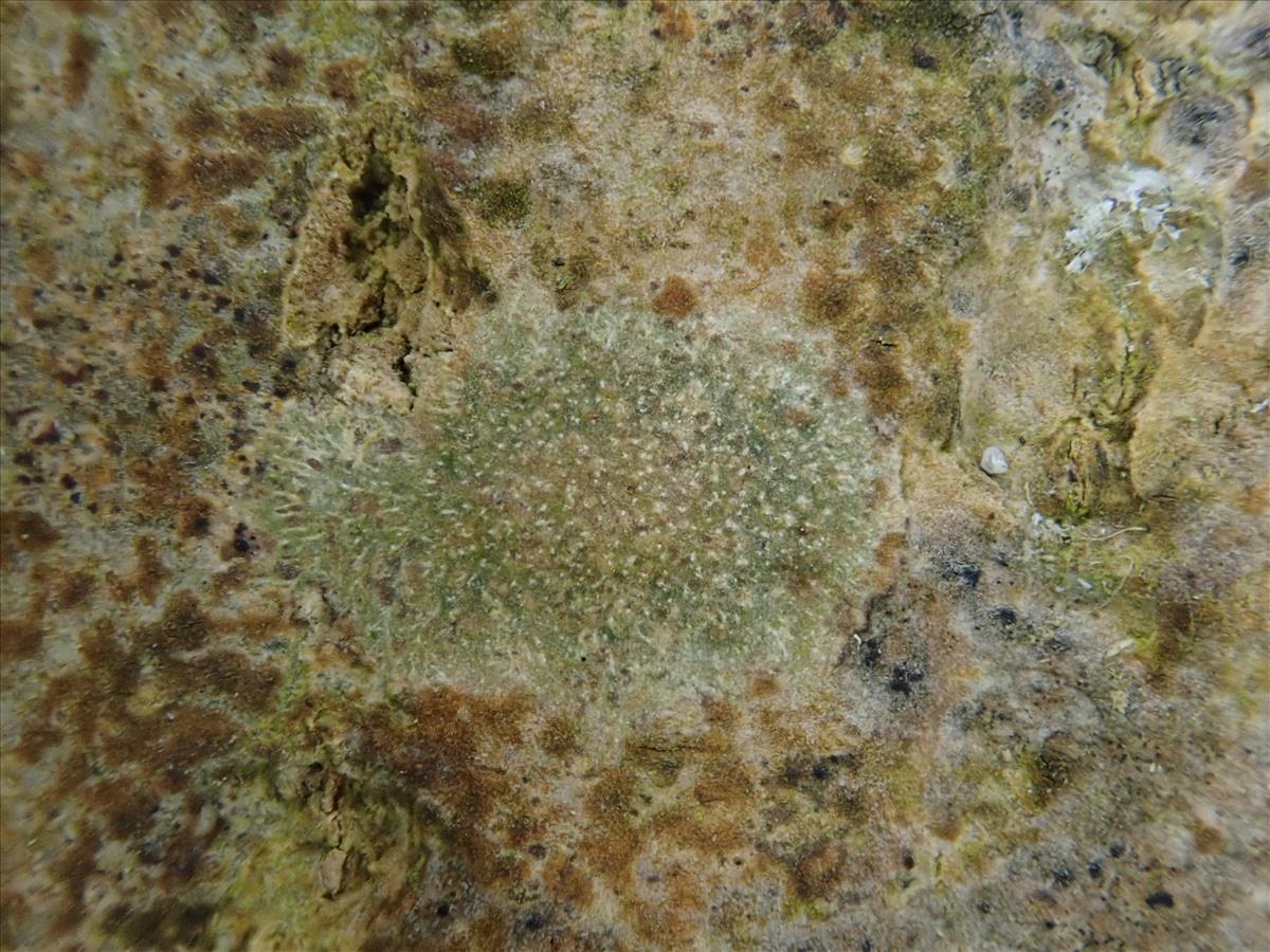 Pyrenula chlorospila (door Lukas Verboom)