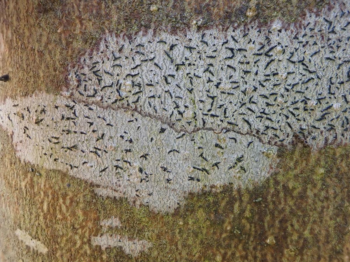 Alyxoria culmigena (door Lukas Verboom)