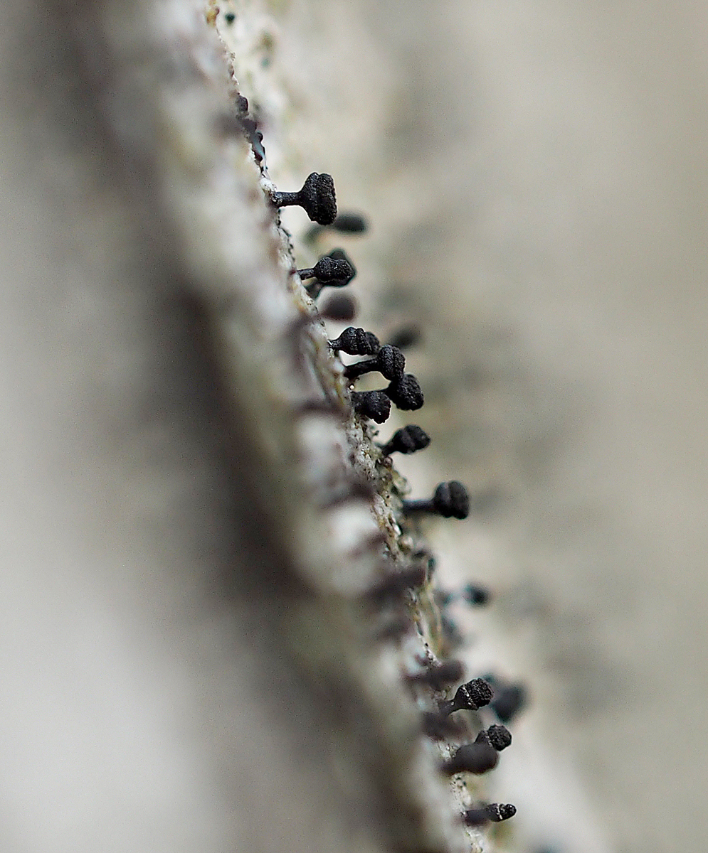 Calicium glaucellum (door Jeroen van der Loop)
