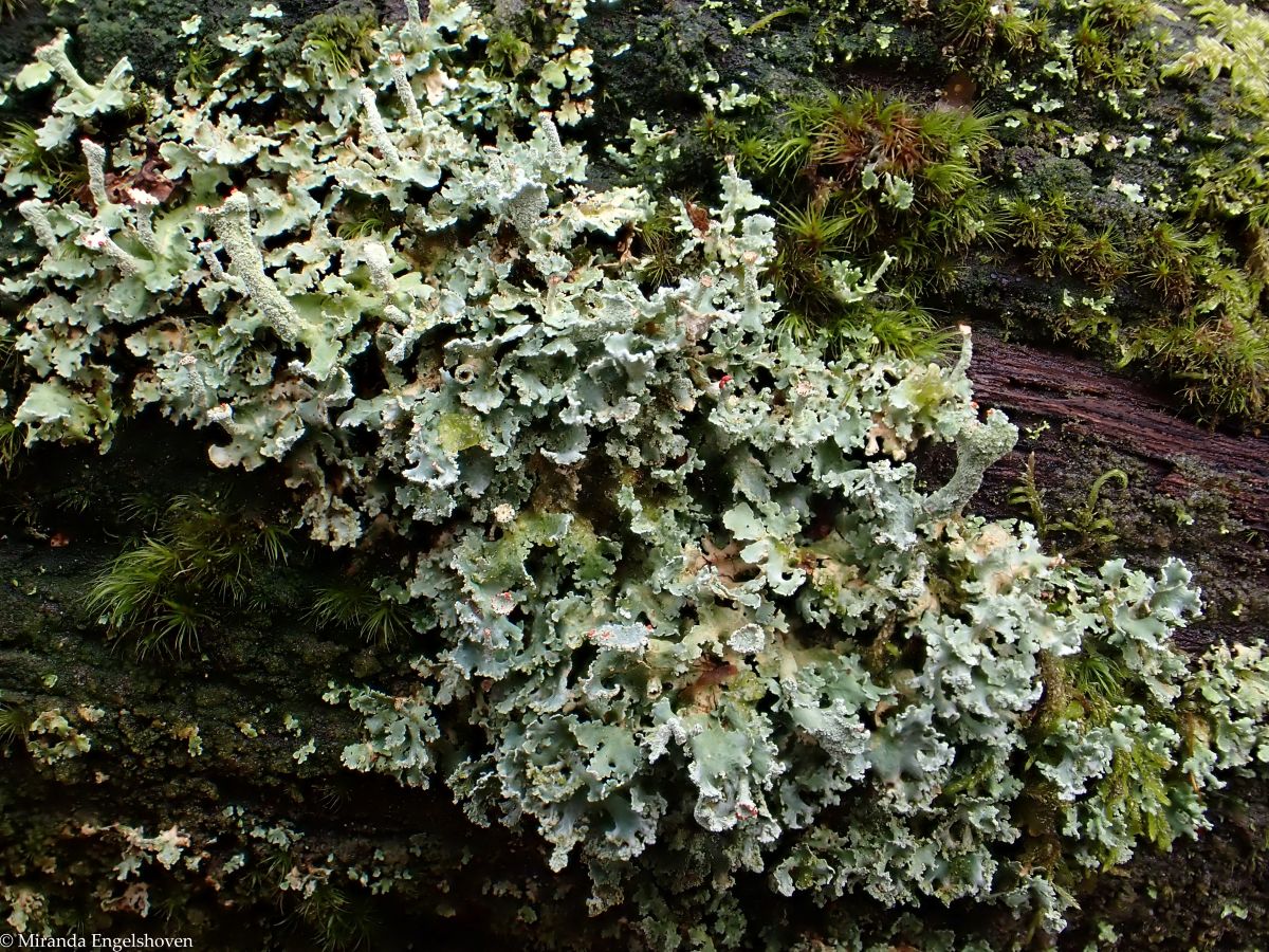 Cladonia polydactyla (door Miranda Engelshoven)