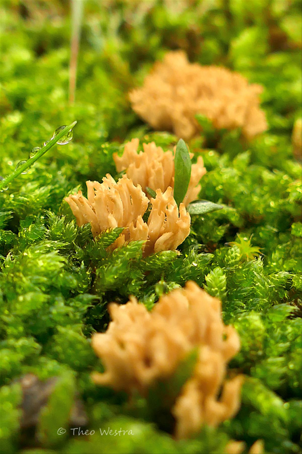 Ramaria roellinii (door Theo Westra)