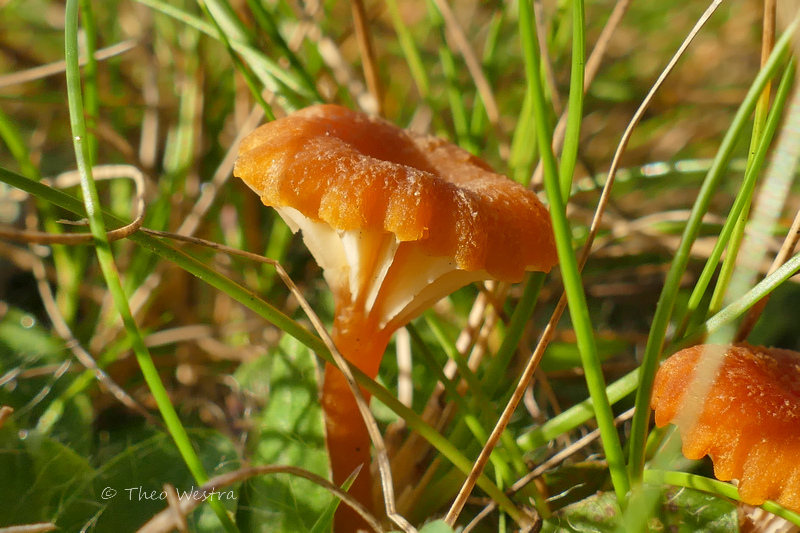 Hygrocybe cantharellus (door Theo Westra)