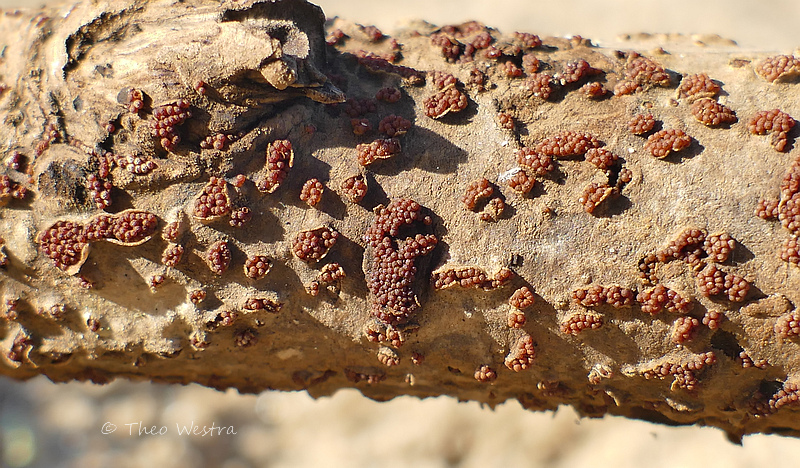 Nectria lamyi (door Theo Westra)