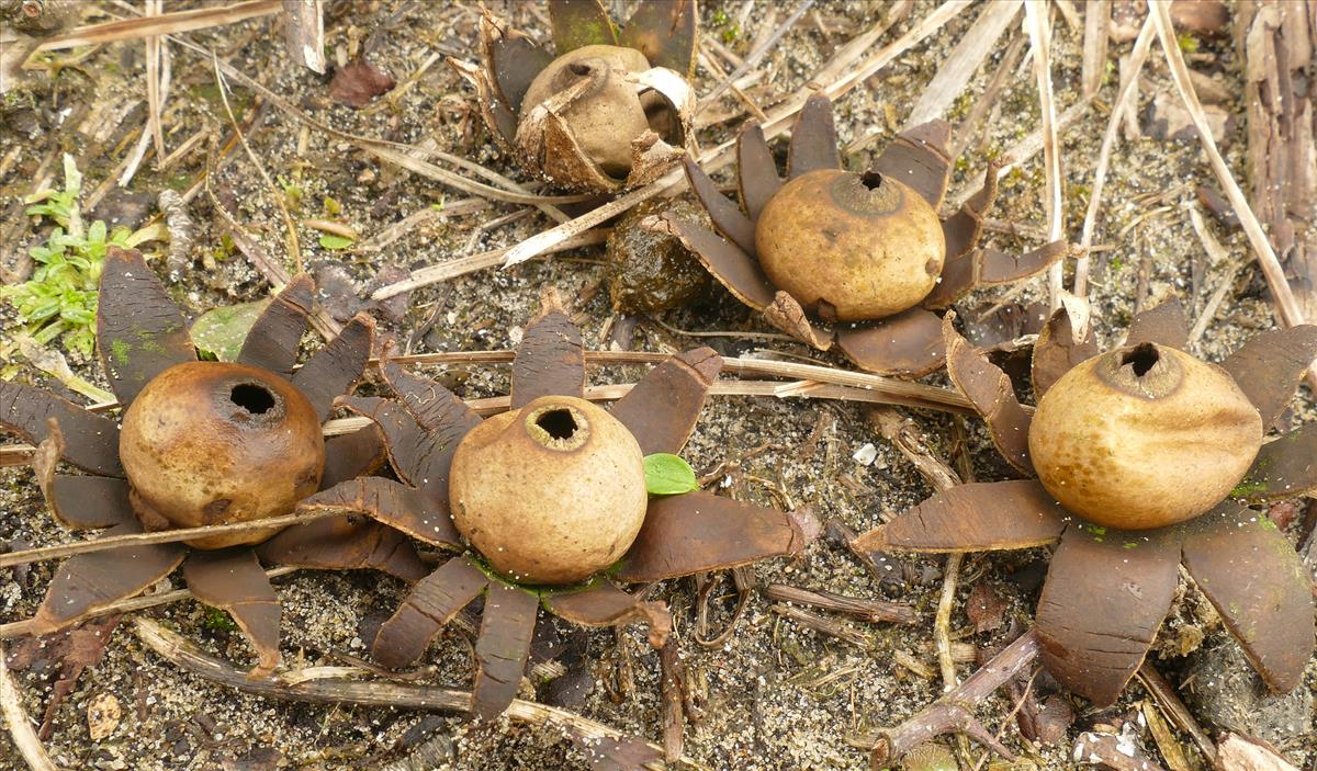 Geastrum corollinum (door Theo Westra)