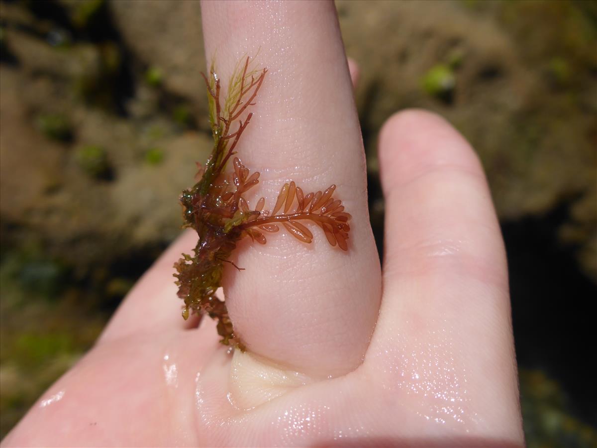 Gastroclonium ovatum (door Luna van der Loos)