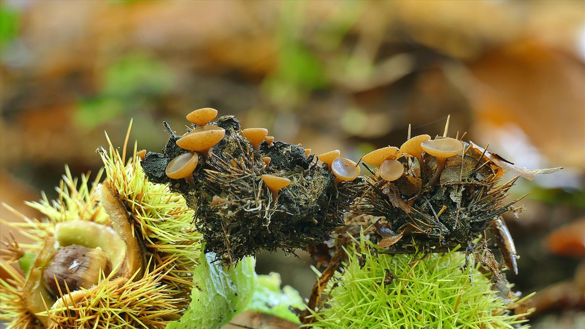 Rutstroemia echinophila (door Theo Westra)