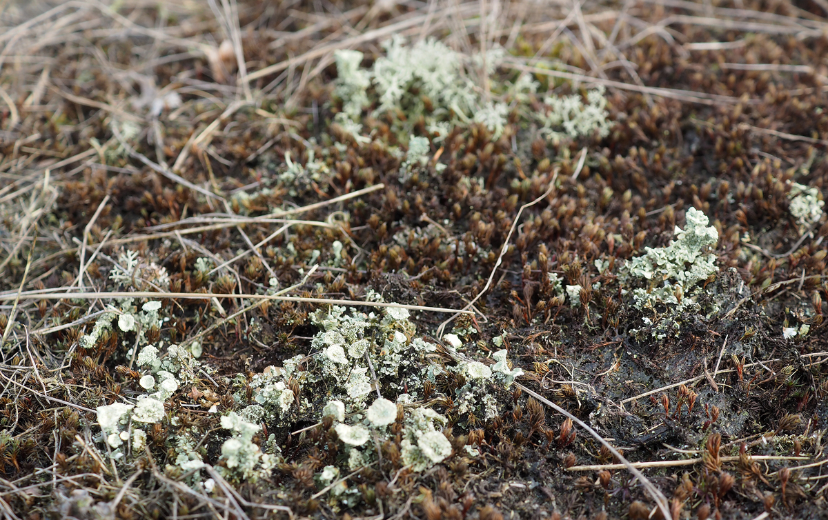 Cladonia borealis (door Jeroen van der Loop)