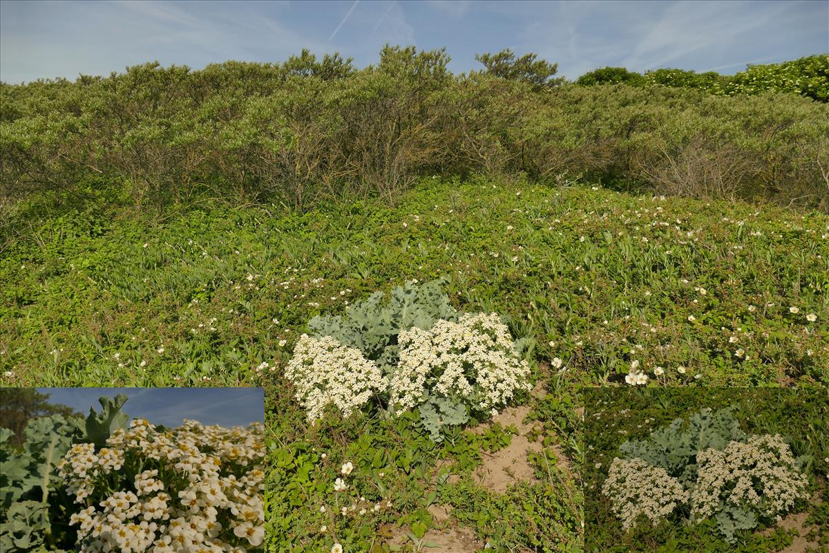 Crambe maritima (door Theo Westra)