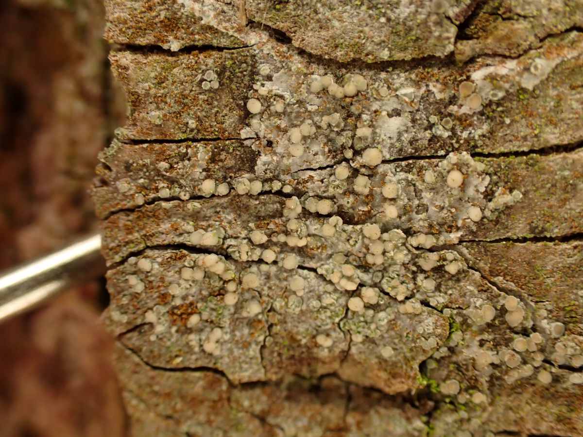 Lecania cyrtella (door Jan Mudde)