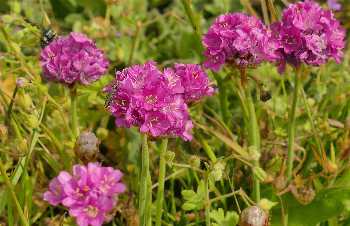 Armeria maritima (door Theo Westra)