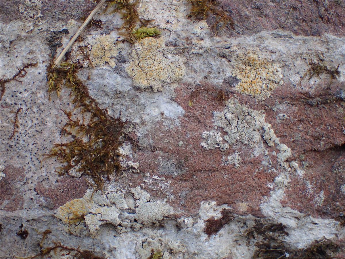 Xanthocarpia diffusa (door Nick van der Ham)