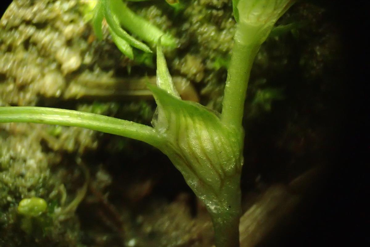 Trifolium tomentosum (door Sipke Gonggrijp)