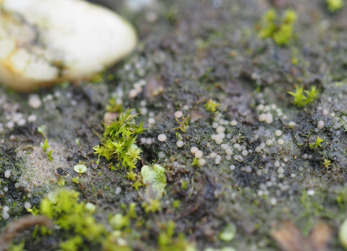 Vezdaea retigera (door Jeroen van der Loop)