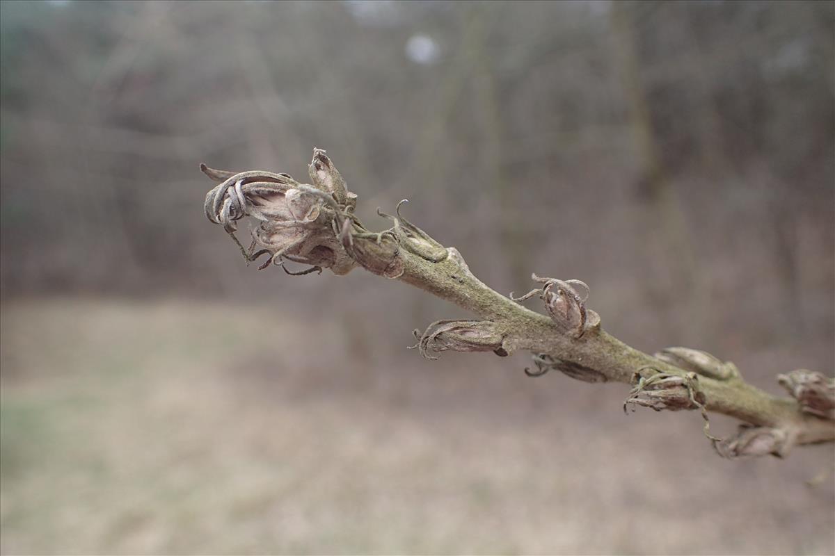 Quercus cerris (door Stef van Walsum)