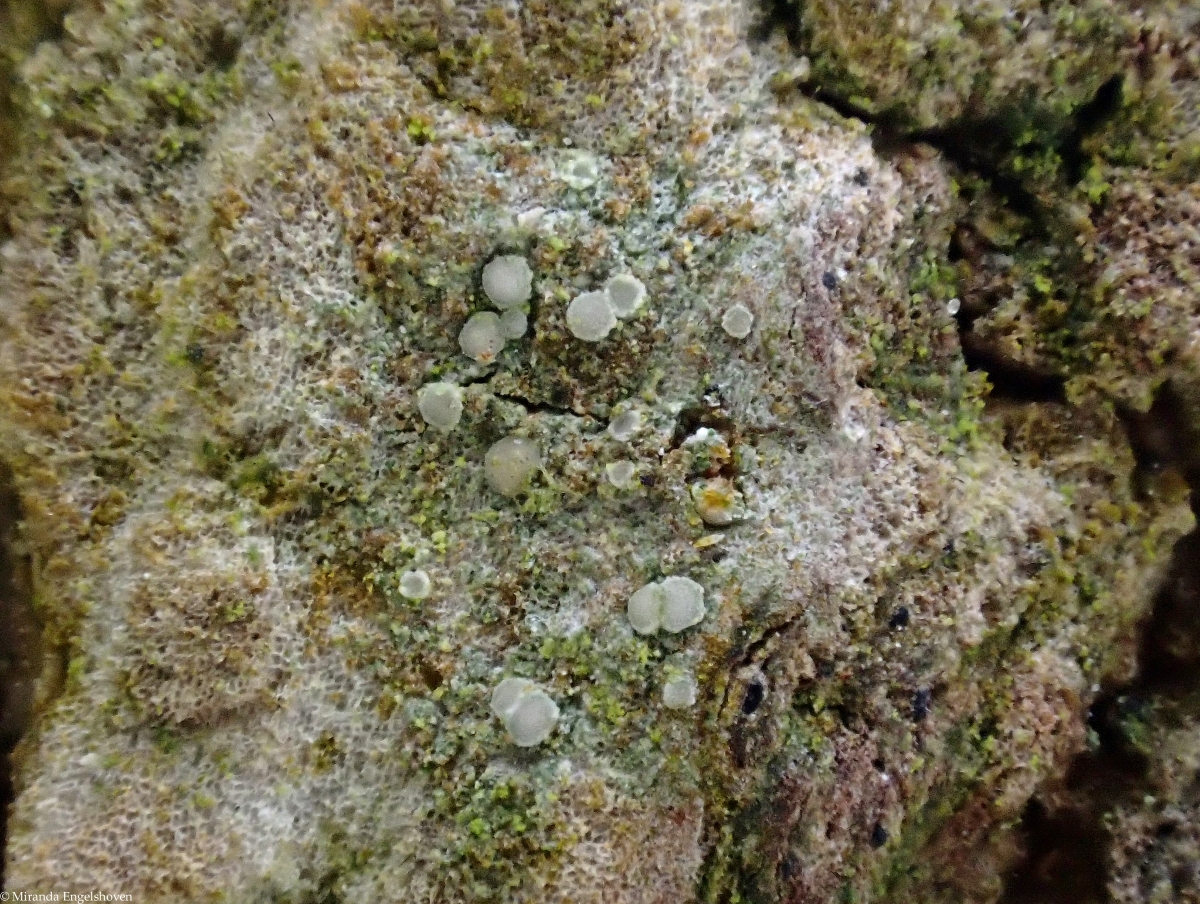 Lecania cyrtella (door Miranda Engelshoven)